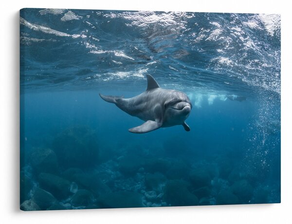 Obraz - Delfin pod wodą (70x50 cm)