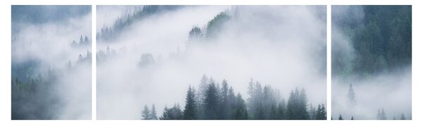 Obraz - Drzewa we mgle (170x50 cm)