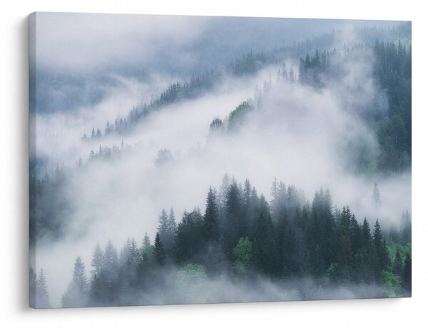 Obraz - Drzewa we mgle (70x50 cm)