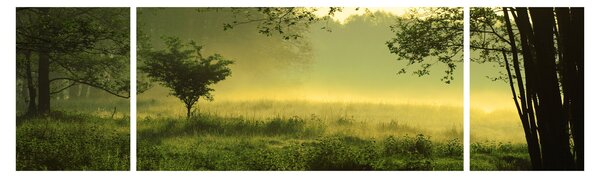 Obraz - Budzący się las (170x50 cm)