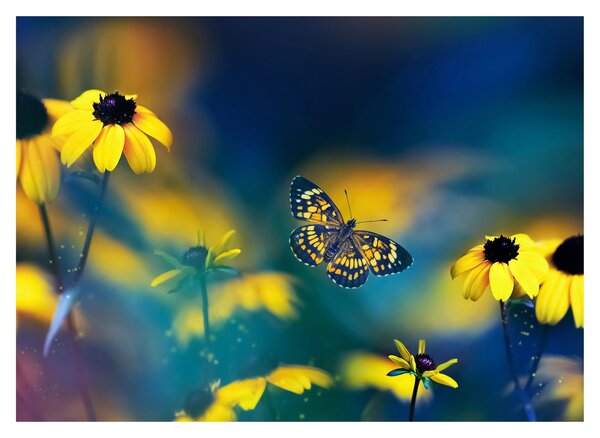 Obraz - Żółty motyl z kwiatami (70x50 cm)