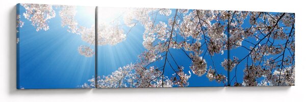 Obraz - Wiśniowe kwiaty (170x50 cm)
