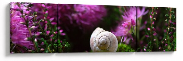Obraz - Muszla ślimaka (170x50 cm)