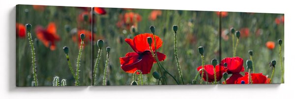 Obraz - Łąka z makami (170x50 cm)