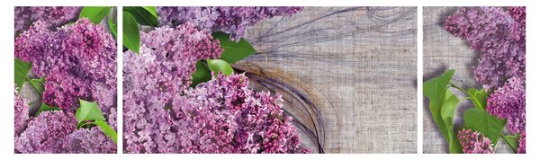 Obraz - Bez (170x50 cm)