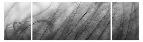 Obraz - Trawa na wietrze (170x50 cm)