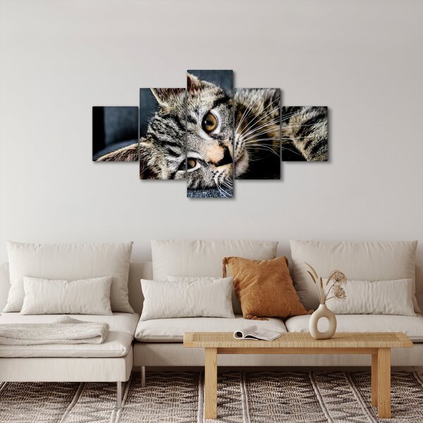 Obraz - Kotek (125x70 cm)