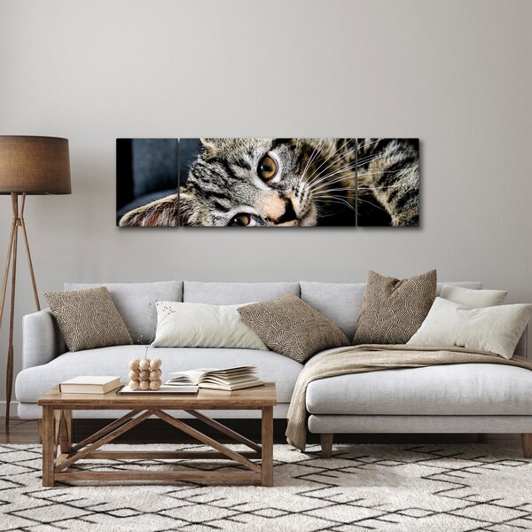 Obraz - Kotek (170x50 cm)