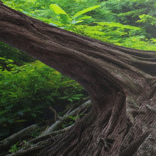 Obraz - Stare drzewo z korzeniami (170x50 cm)