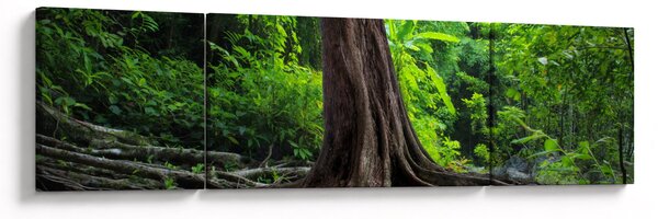 Obraz - Stare drzewo z korzeniami (170x50 cm)