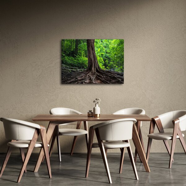 Obraz - Stare drzewo z korzeniami (70x50 cm)