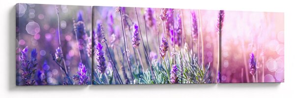 Obraz - Lawenda w słońcu (170x50 cm)