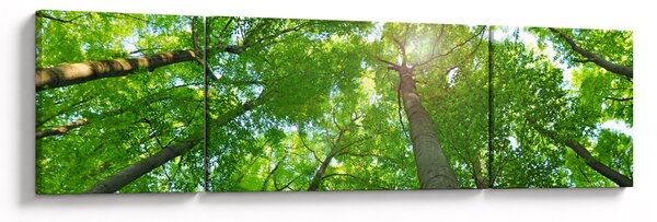 Obraz - Las (170x50 cm)