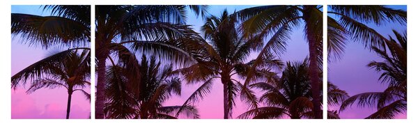 Obraz - Palmy w Miami (170x50 cm)
