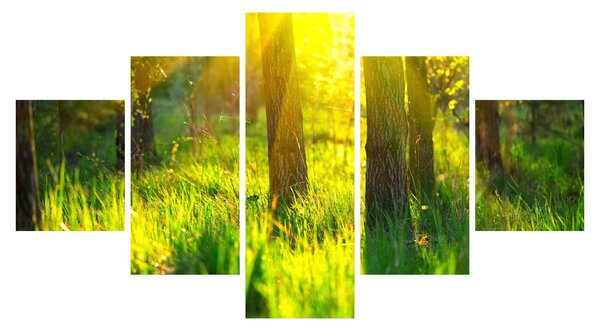 Obraz - Wiosenne przebudzenie lasu (125x70 cm)