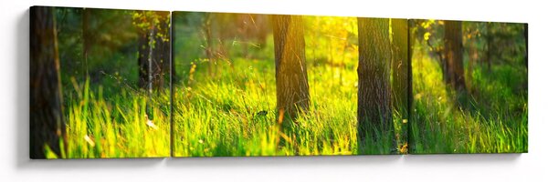 Obraz - Wiosenne przebudzenie lasu (170x50 cm)