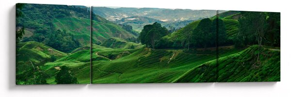Obraz - Plantacje herbaty w Malezji (170x50 cm)