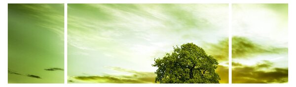 Obraz - Drzewo życia (170x50 cm)