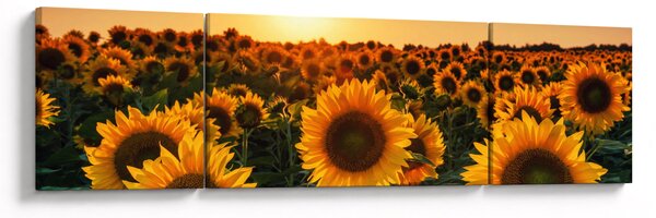Obraz - Słonecznik (170x50 cm)