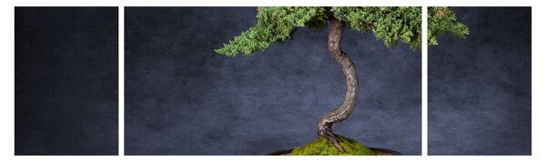 Obraz - Bonsai (170x50 cm)