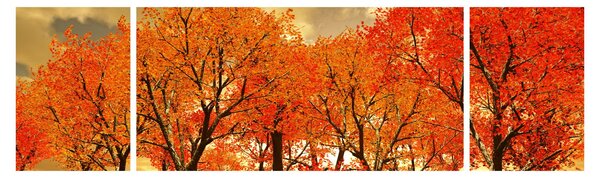 Obraz - Jesień (170x50 cm)