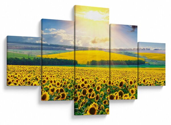 Obraz - Pole słoneczników (125x70 cm)