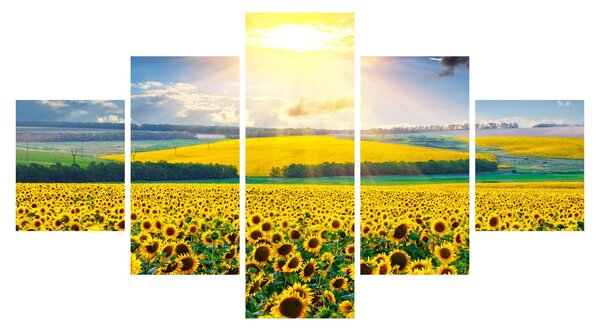Obraz - Pole słoneczników (125x70 cm)