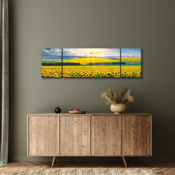 Obraz - Pole słoneczników (170x50 cm)