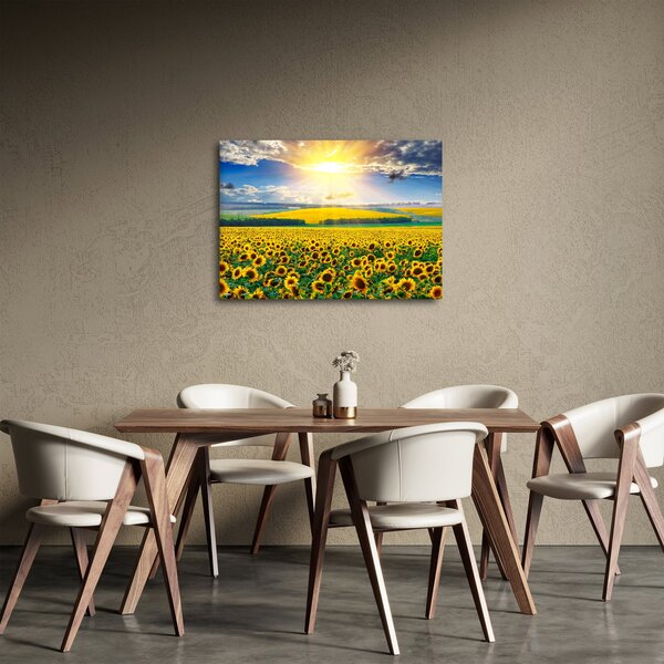 Obraz - Pole słoneczników (70x50 cm)