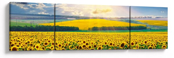 Obraz - Pole słoneczników (170x50 cm)