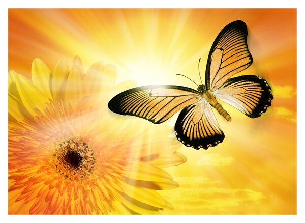 Obraz - Żółty motyl z kwiatkiem (70x50 cm)