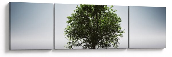 Obraz - Samotne drzewo (170x50 cm)