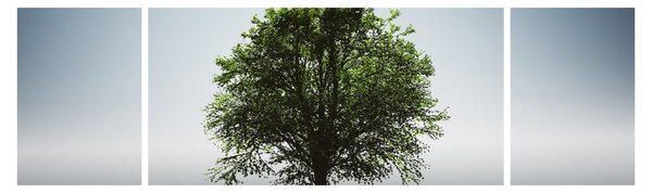 Obraz - Samotne drzewo (170x50 cm)