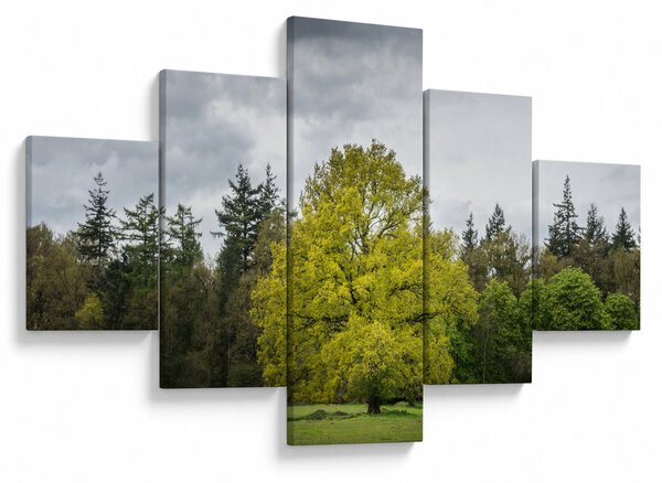 Obraz zielonego drzewa na środku pola (125x70 cm)