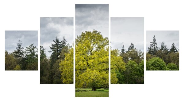 Obraz zielonego drzewa na środku pola (125x70 cm)