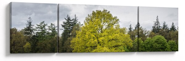 Obraz zielonego drzewa na środku pola (170x50 cm)
