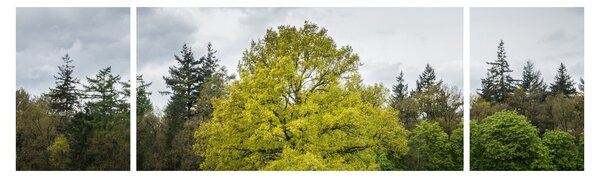 Obraz zielonego drzewa na środku pola (170x50 cm)