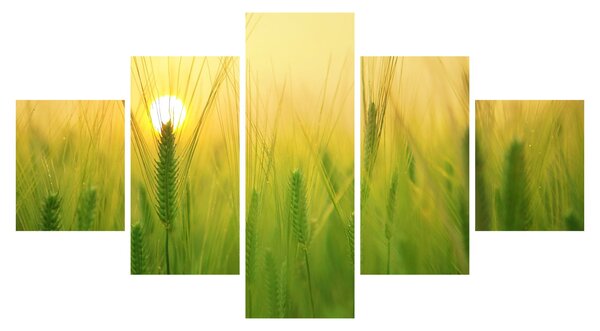Obraz pola ze zbożem (125x70 cm)