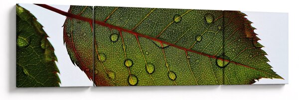 Obraz - Liść róży (170x50 cm)