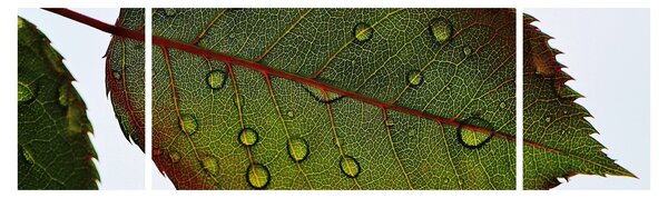 Obraz - Liść róży (170x50 cm)