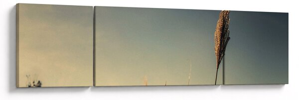 Obraz z trawą (170x50 cm)