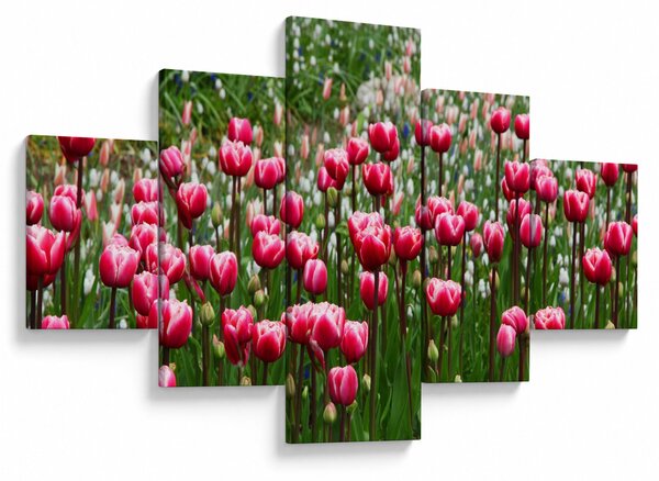 Obraz tulipanów (125x70 cm)