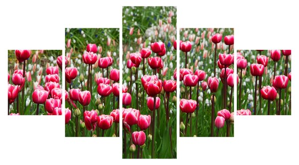 Obraz tulipanów (125x70 cm)