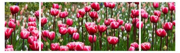 Obraz tulipanów (170x50 cm)