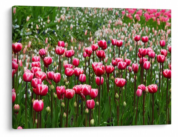 Obraz tulipanów (70x50 cm)