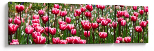 Obraz tulipanów (170x50 cm)