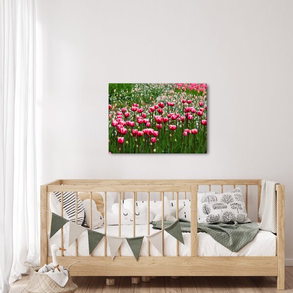 Obraz tulipanów (70x50 cm)