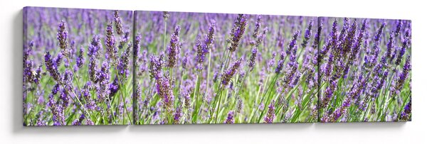 Obraz pola z lawendą (170x50 cm)
