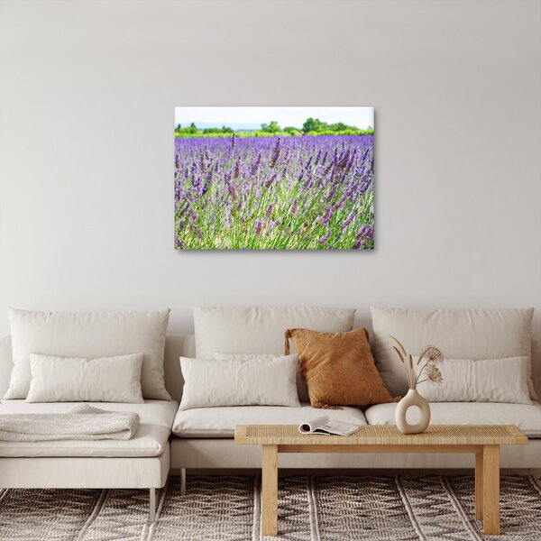 Obraz pola z lawendą (70x50 cm)