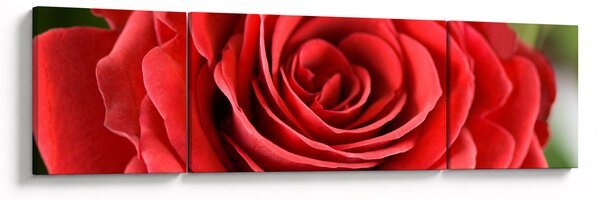 Obraz kwiatu róży (170x50 cm)